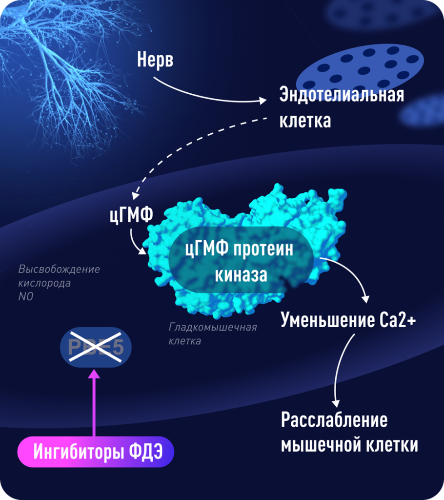 Новые реалии практики уролога-андролога. Особенности выбора препарата с МНН  тадалафил